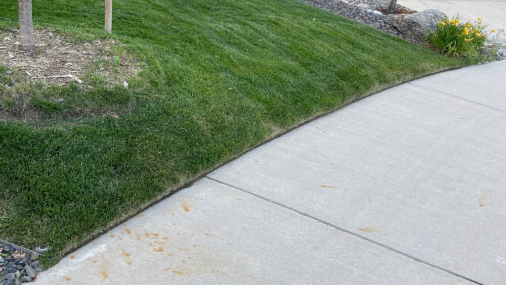 Freshly mowed lawn with crisp edging along the sidewalk in Windsor Colorado