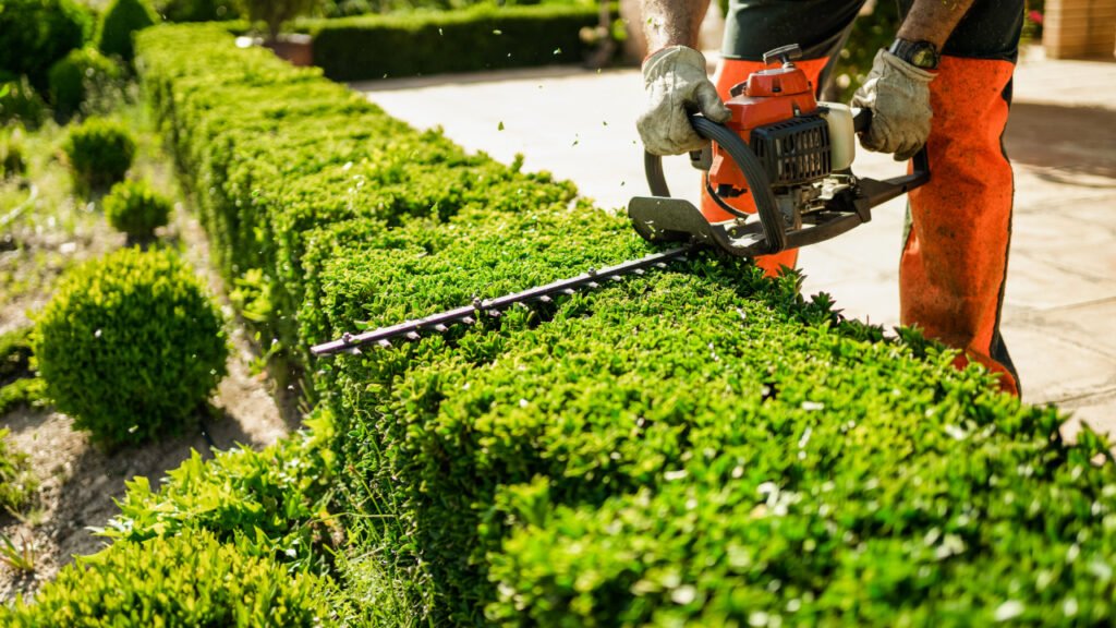 Hedge trimming in Denver, CO – Bush shaping and maintenance Professional hedge trimming service in Denver using gas-powered trimmer.