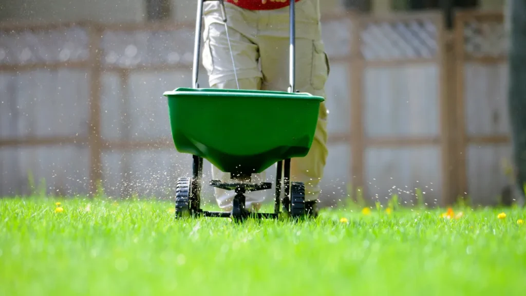 Lawn care professional applying granular fertilizer with a green broadcast spreader in a residential yard