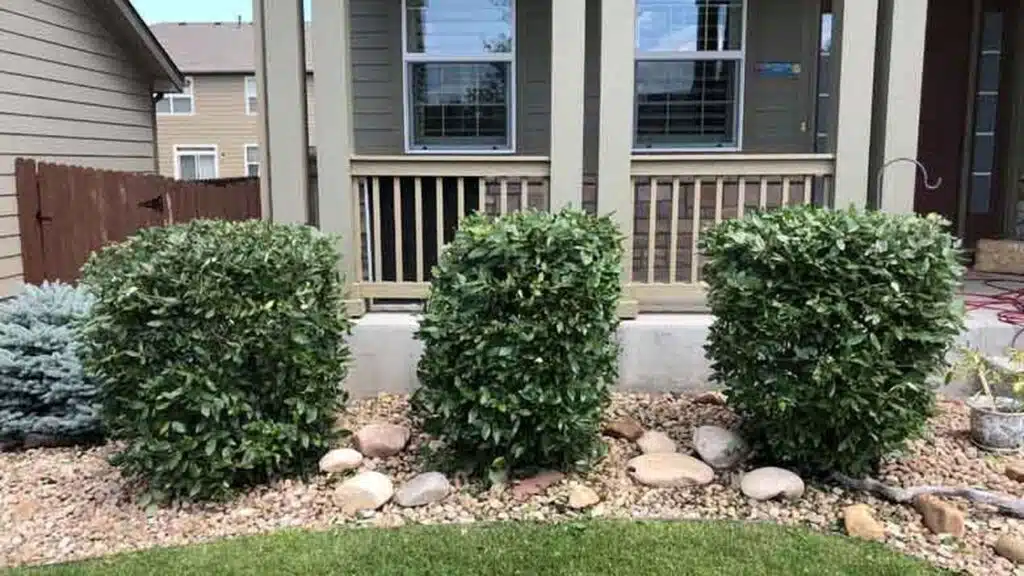 Bush trimming in Fort Collins front yard with neatly shaped shrubs and clean landscaping