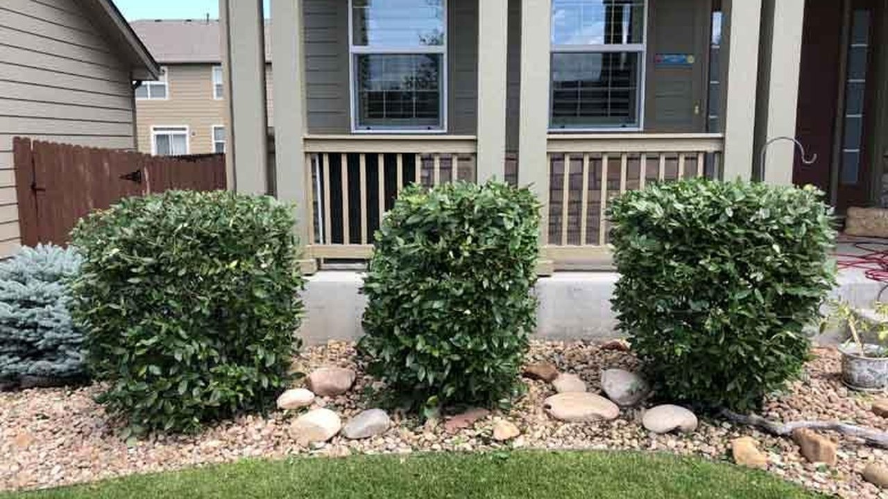 Bush trimming in Fort Collins front yard with neatly shaped shrubs and clean landscaping