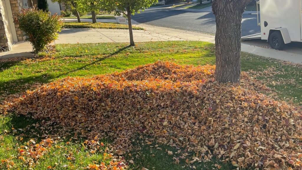 Large pile of raked fall leaves gathered during a yard cleanup in Northern Colorado.