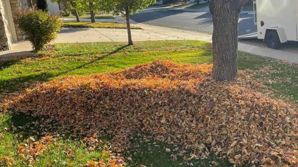 Large pile of raked fall leaves gathered during a yard cleanup in Northern Colorado.