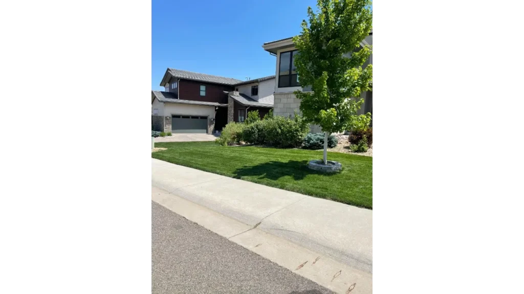 Premium lawn maintenance and manicured tree rings at a high-end home in Northern Colorado.