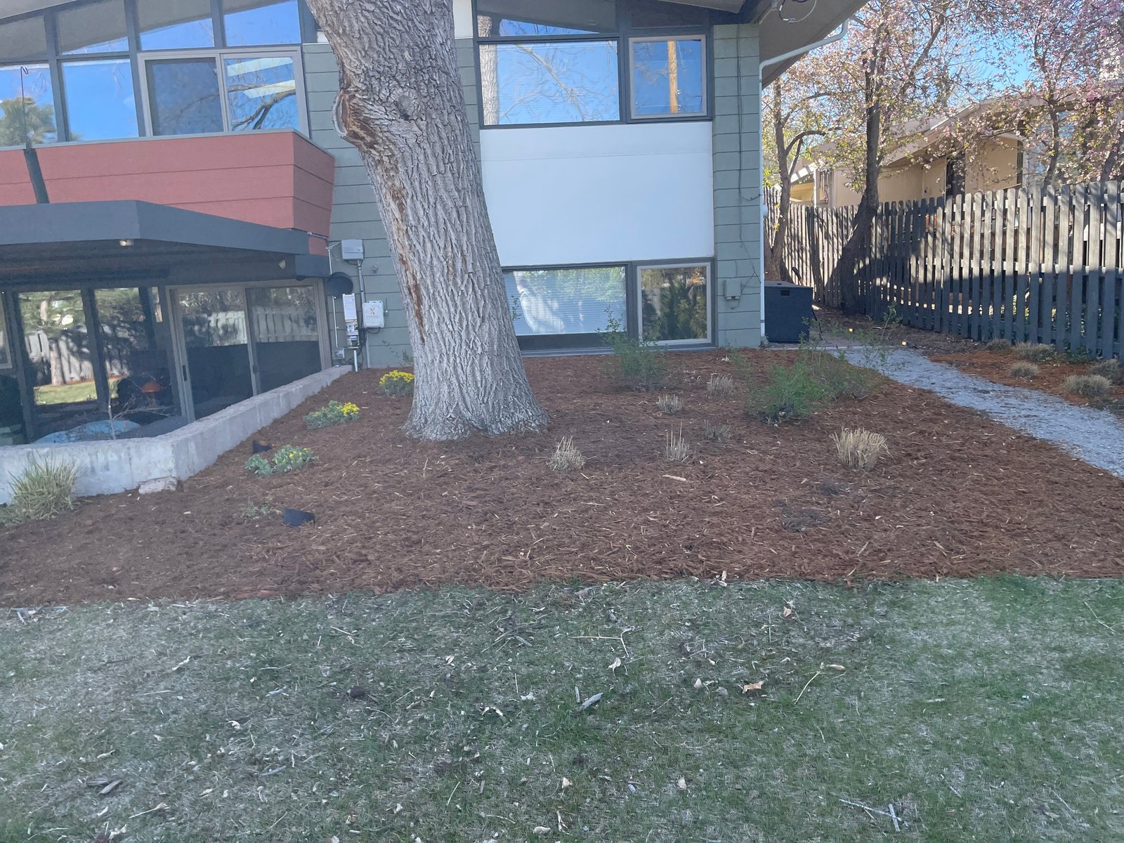 Freshly installed Gorilla Hair mulch providing full coverage in a Windsor CO landscape.