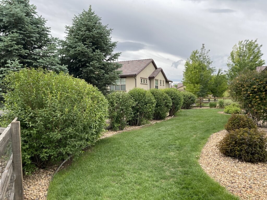 A perfectly maintained row of large, rounded green shrubs along a property fence line in Loveland, CO.
