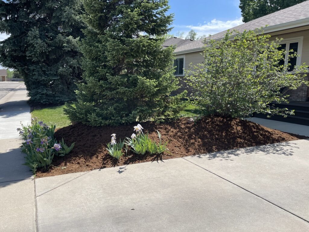 Fresh premium brown mulch installed around an evergreen tree and purple iris flowers by a landscaping company in Loveland CO.