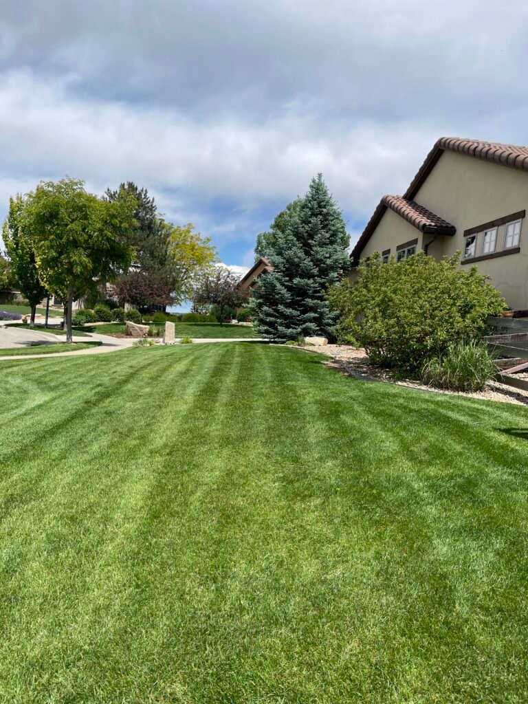 Long, green yard lawn featuring professional mowing stripes and landscaping in Johnstown, CO.