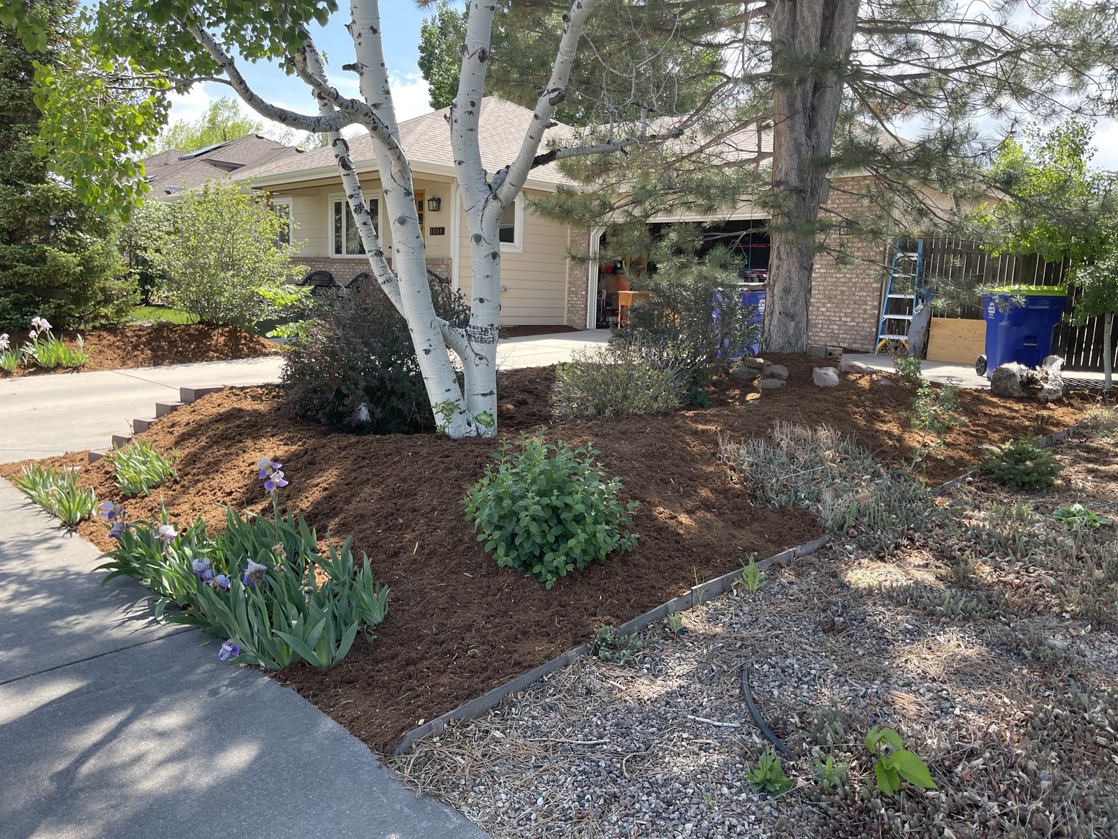 Completed landscape yard service featuring clean edging, fresh mulch, and perennial plantings in Johnstown and Loveland CO.