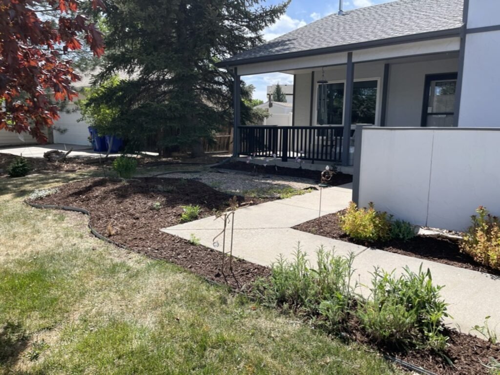 Front yard landscaping with new mulch and garden bed maintenance in Windsor, CO.