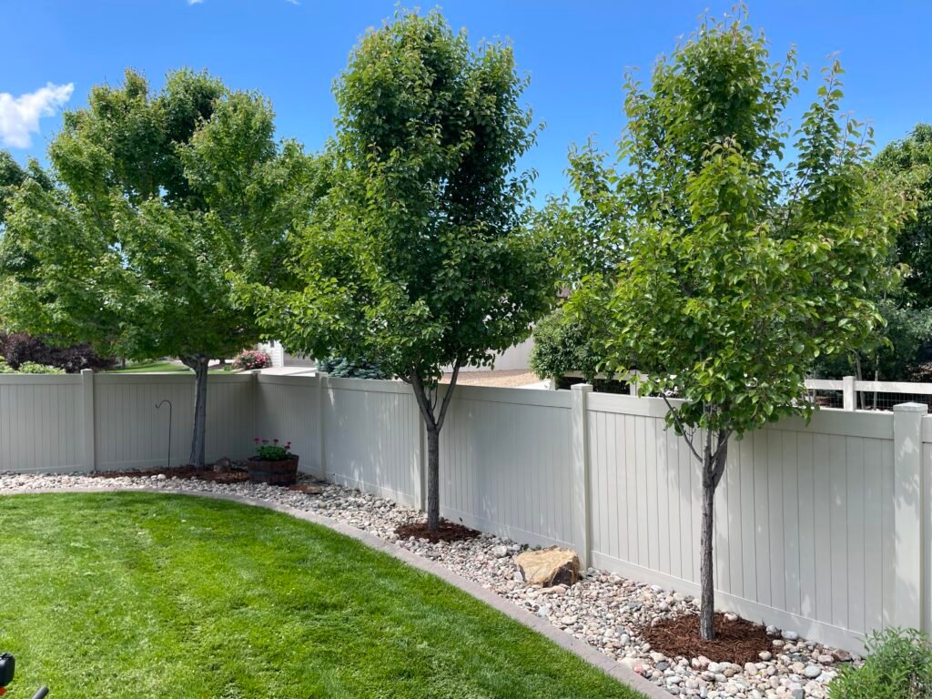 Professionally trimmed backyard trees along a white vinyl privacy fence featuring neat river rock beds, mulch rings, and concrete curbing in Timnath, Colorado.