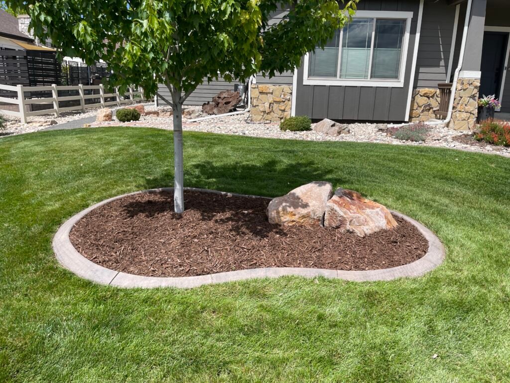 Close-up of custom concrete landscape curbing surrounding a dark mulch bed with a trimmed tree and decorative accent boulders in Johnstown, CO.