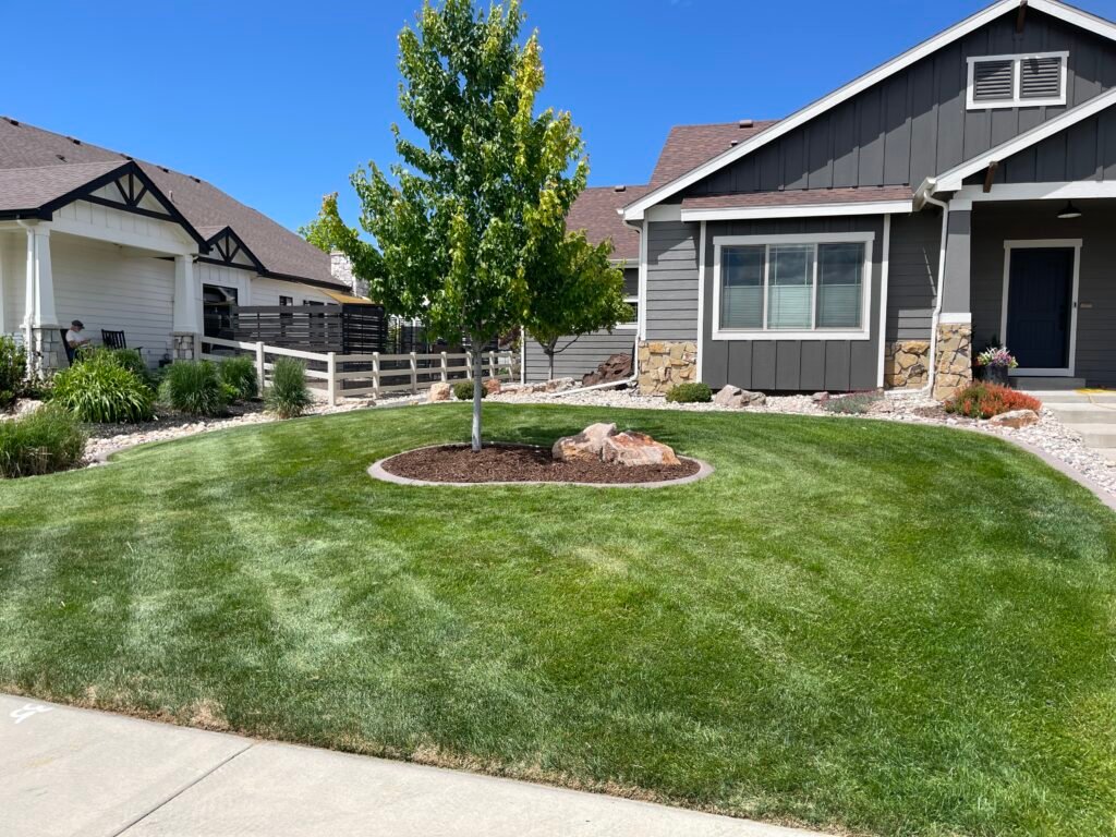 Perfectly manicured green lawn in front of a modern grey home with concrete curbing around a maintained tree ring and small plants in Timnath, Colorado.