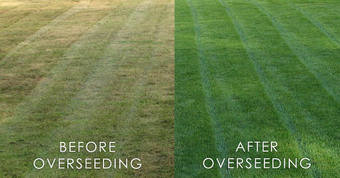 A side-by-side before and after comparison of lawn overseeding in Northern Colorado, showing a dramatic transformation from thin, yellowing grass to a thick, lush green lawn with professional mowing stripes.