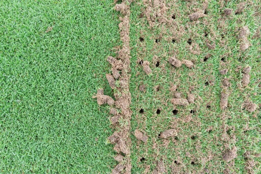 Close-up overhead view of soil plugs pulled from healthy green turf during professional lawn core aeration.