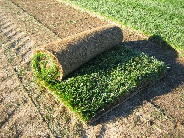 Close-up of a fresh roll of high-quality Kentucky Bluegrass sod being unrolled onto prepared soil for a lawn installation in Northern Colorado.